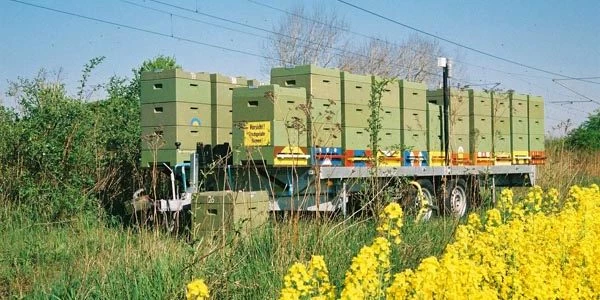 Большинство ценных монофлорных сортов мёда возможно получить только при условии кочёвки