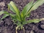 Бактеріальне в'янення або вілт кукурудзи