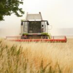 Комбайн проводить жнива на полі, засіяному зерновиою культурою.
