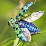 Lamprodila festiva
