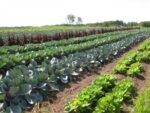 No-till, сучасна система землеробства