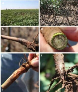 Техаська коренева гниль Техаська коренева гниль