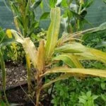 Карликовая мозаика кукурузы Maize dwarf mosaic potyvirus
