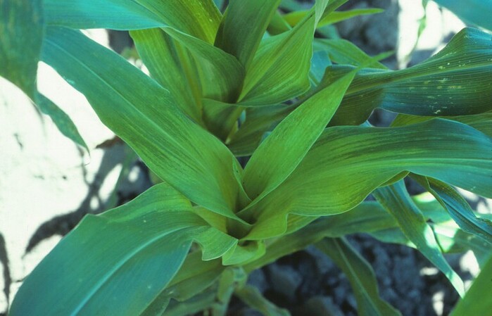 Карликовая мозаика Maize dwarf mosaic virus