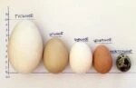 Чем отличаются яйца разных видов сельскохозяйственной птицы?