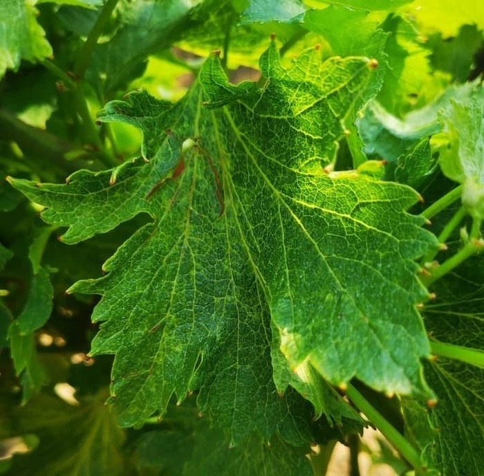 Збудник коротковузля винограду - вірус Grapevine fanleaf virus Коротковузля винограду