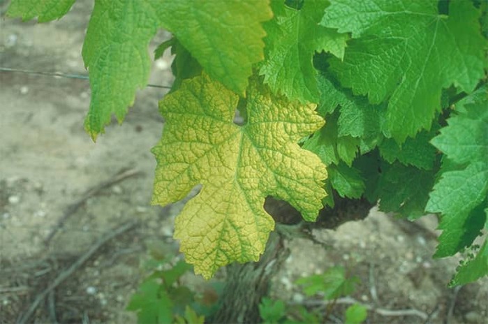 Коротковузля винограду спричинює вірус Grapevine fanleaf virus Коротковузля винограду