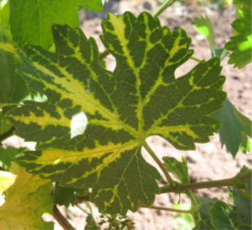 Короткоузлие винограда (Grapevine fanleaf virus)