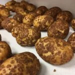 Парша картофеля