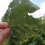 Вирус кольцевой пятнистости табака (Tobacco ring spot nepovirus)
