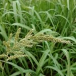 Куриное или петушье просо, или ежовник обыкновенный (Echinóchloa crus-gálli)