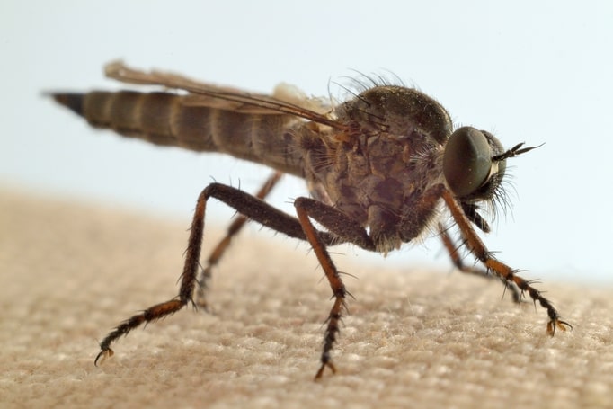 Ктир, вид Tolmerus cingulatus. Імаго Ктир, вид Tolmerus cingulatus