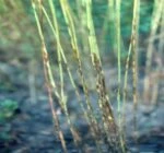 Прядь льна (Mycosphaerella linicola Naumov)