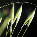 Овсюг или овес пустой (Avena fatua)
