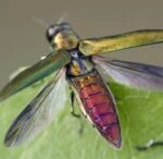 Узкотелая ясеневая изумрудная златка (Agrilus planipennis)