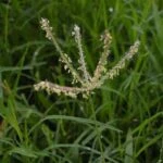 Свинорой пальчатый (Cynodon dactylon)
