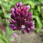Лук Вальдштейна (Allium waldsteinii)