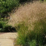 Луговик дернистый или щучка дернистая (Deschampsia cespitosa)