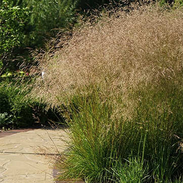 Schuchka dernistaya. Sorniak Луговик дернистый или щучка дернистая (Deschampsia cespitosa)