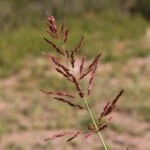 Сорго алеппское или гумай (Sorghum halepense)