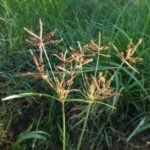 Сыть круглая (Cyperus rotundus L.)