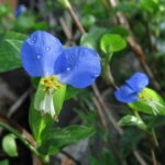 Коммелина обыкновенная (Commelina communis)