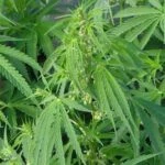 Конопля сорная или каннабис рудералис (Cannabis ruderalis)