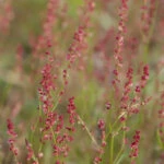 Щавель малый или щавель воробьиный (Rumex acetosella)