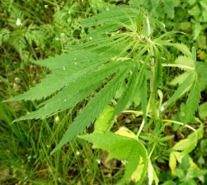 Коноплі дикі (Cannabis ruderalis) Коноплі дикі
