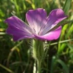 Куколь обыкновенный или куколь посевной (Agrostemma githago)
