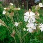 Дрема белая или куколица белая (Melandrium album или Silene latifolia)