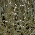 Горец шероховатый (Polygonum scabrum Moench.)