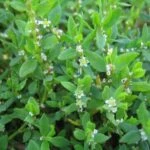 Горец птичий или спорыш птичий (Polýgonum aviculáre)
