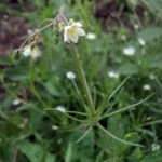 Торица полевая или торица пашенная (Spergula arvensis)