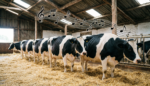 Використання музики на фермах для збільшення продуктивності