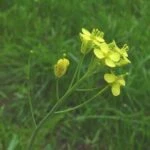 Капуста полевая или сурепица дикая (Brassica rapa subsp. oleifera)