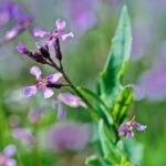 Хориспора нежная (Chorispora tenella)