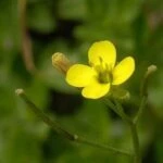Двурядка стенная (Diplotaxis muralis) – трудноискоренимый сорняк
