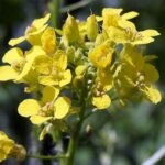 Гулявник Лёзеля или гулявник Лёзелиев (Sisymbrium loeselii)