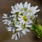 Икотник серый (Berteroa incana)