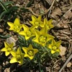 Рогоглавник пряморогий (Ceratocephala orthoceras)