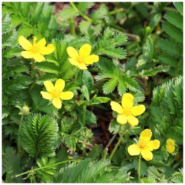 Argentina anserina ili Potentilla anserina Лапчатка гусиная или гусиная лапка (Potentilla anserina)