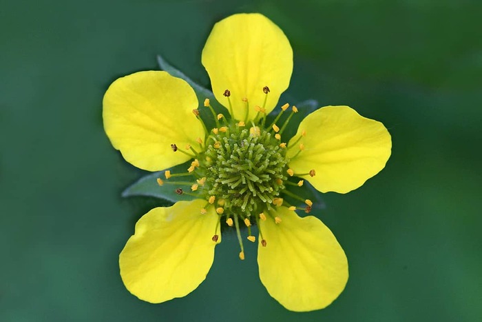 Гравилат городской (Geum urbanum). Цветок Гравилат городской (Geum urbanum). Цветок