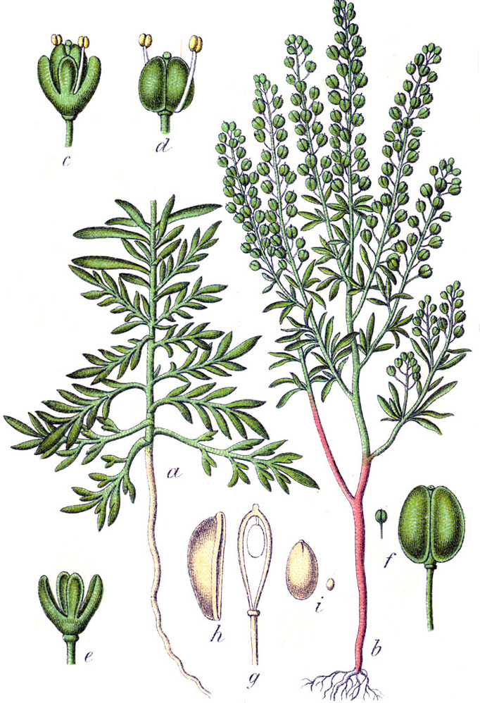 Хріниця крупкова