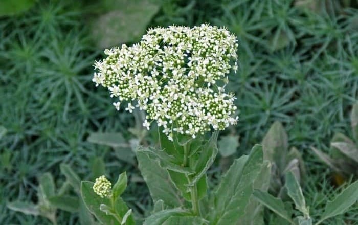 Хріниця крупкова