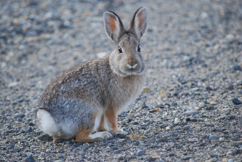 Американський дикий кроль роду Sylvilagus