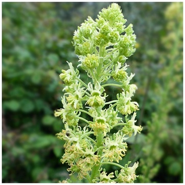 Резеда желтая (Reseda lutea)