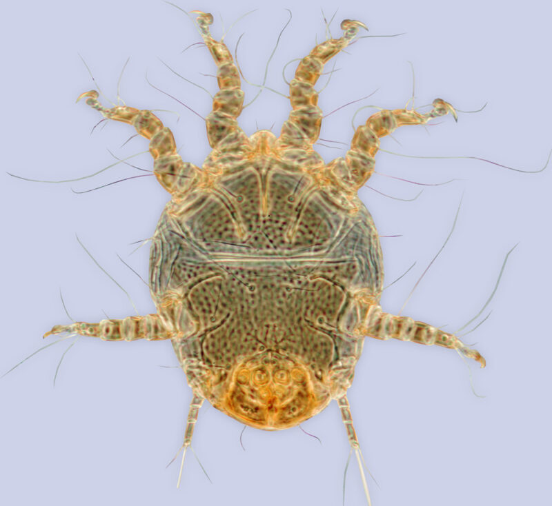 Клещ клещ Chaetodactylus osmiae