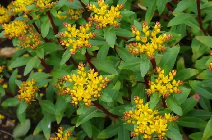 Phedimus aizoon, сорт Euphorbioides Очиток, декоративний сукулент