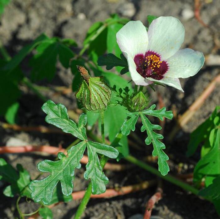 Hibiscus trionum